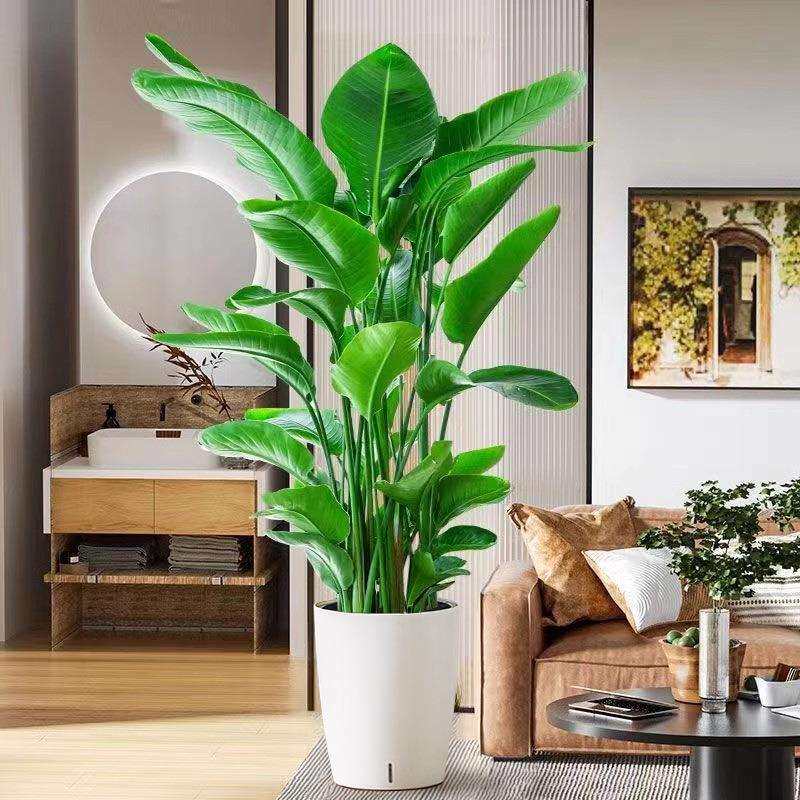 客厅大型落地绿植物室内旺宅好养活办公室花卉盆栽摆放家里大泽直