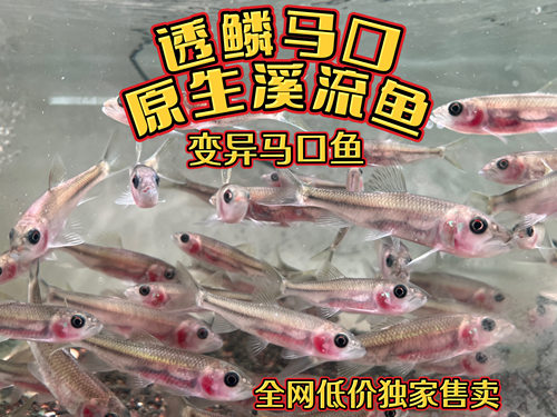 透鳞马口鱼原生溪流鱼透鳞马口鱼好养活原生鱼马口鱼原生鱼马口鱼