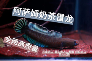 印尼印度进口阿萨姆奶茶雷龙鱼苗耐活好养蓝帆大帆高帆奶茶观赏鱼