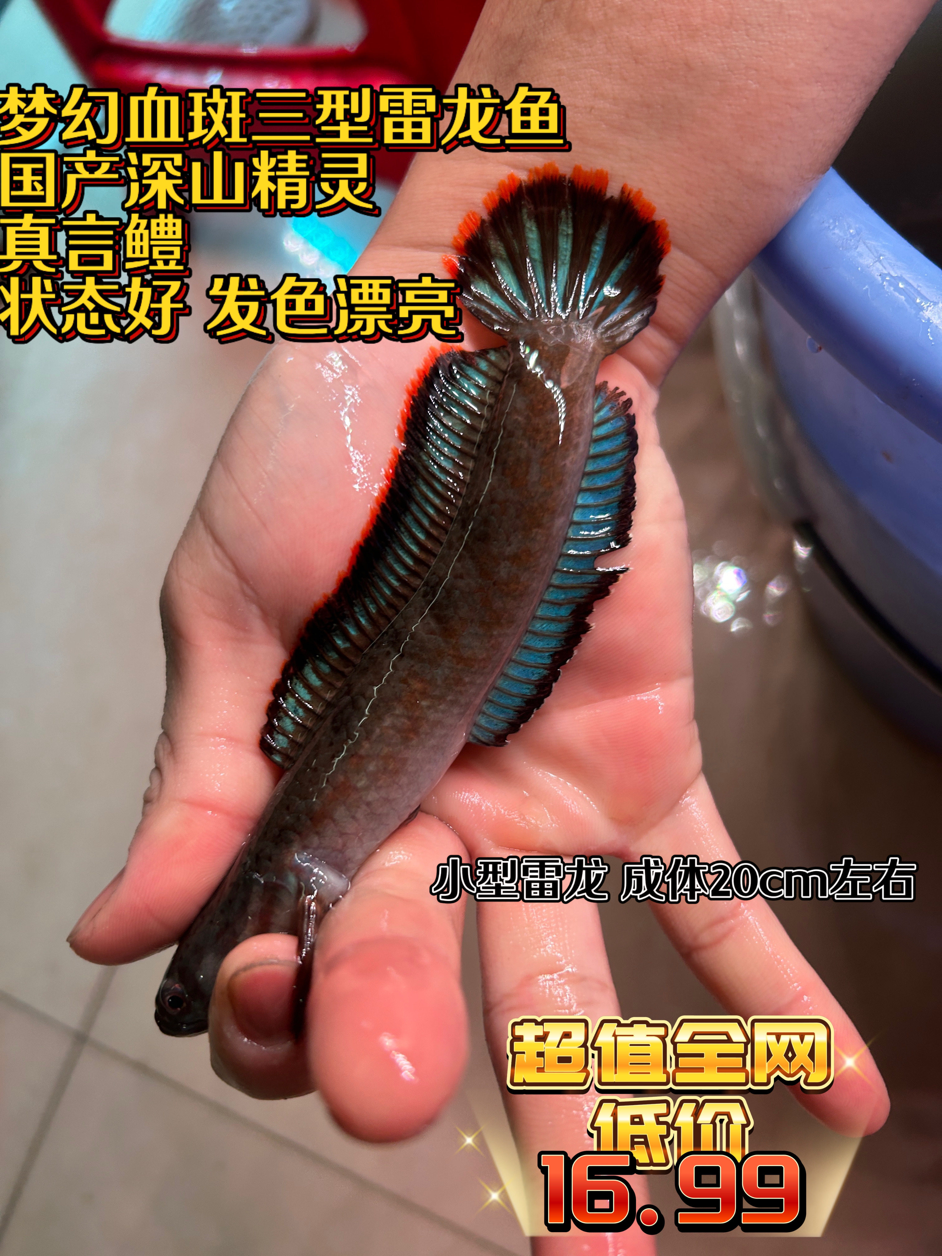 血斑三型雷龙真言鳢云南特有物种鱼