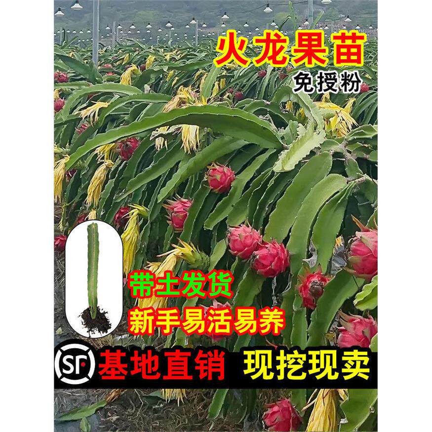 红心火龙果树苗家庭阳台庭院四季南北种植盆栽水果种苗当年结果