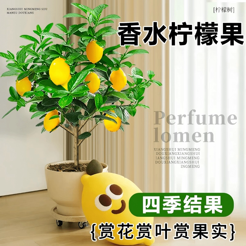 嫁接香水柠檬树苗正宗广东台湾苗无籽柠檬盆栽四季南北方当年结果