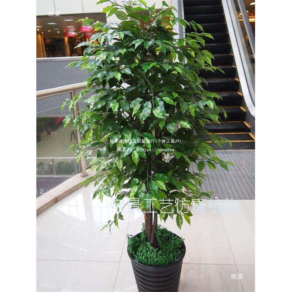 假植物树装饰客厅落地 1米6高5杆手感过胶榕树家居布置不带盆雏菊