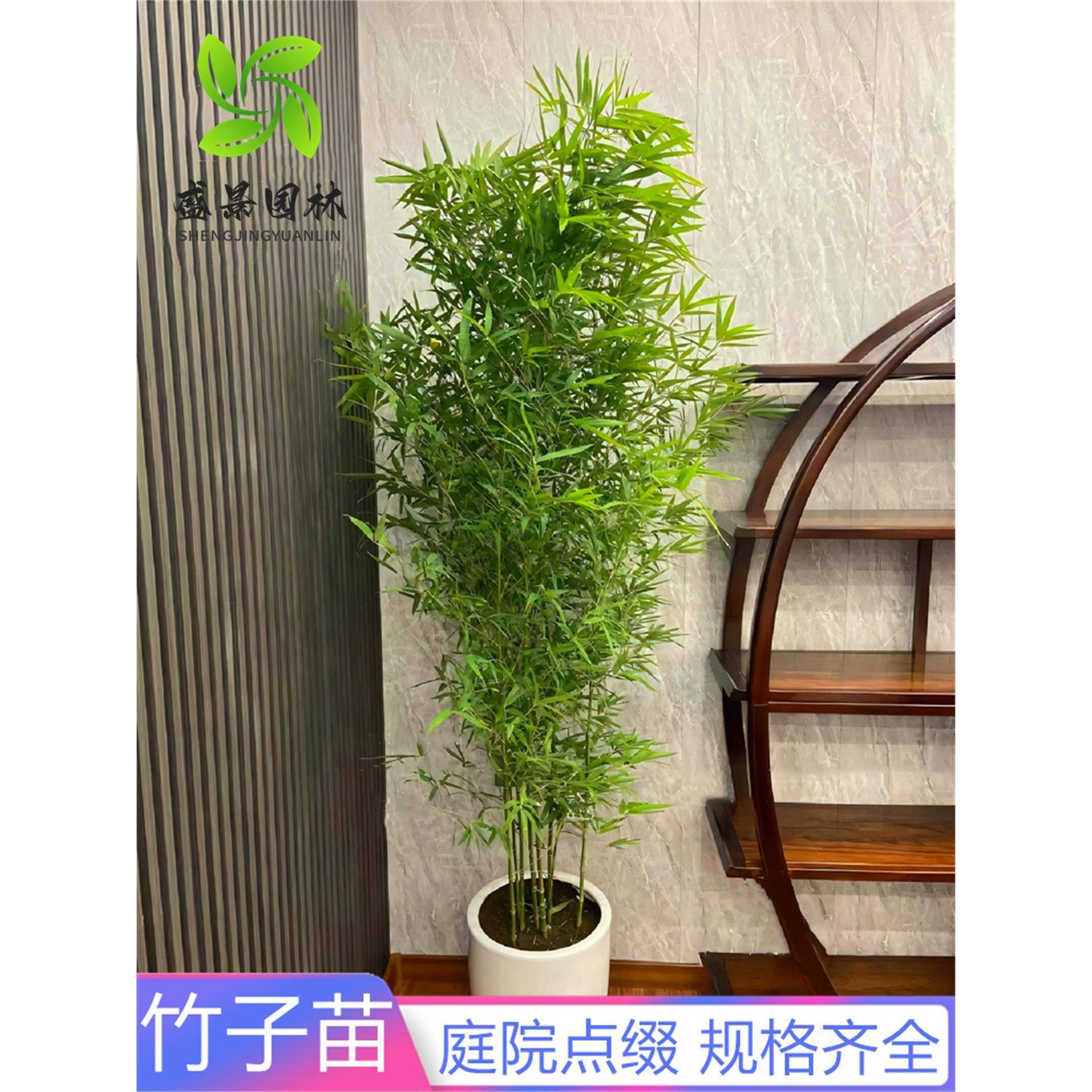 竹子苗庭院植物北方耐寒紫竹苗罗汉竹龙鳞竹盆栽风景四季常青竹苗