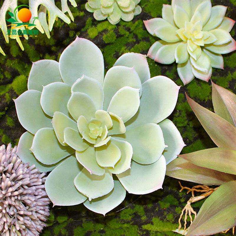 天昆仿真植物墙特色室内塑料多肉植物墙装饰广州仿真植物厂家直销