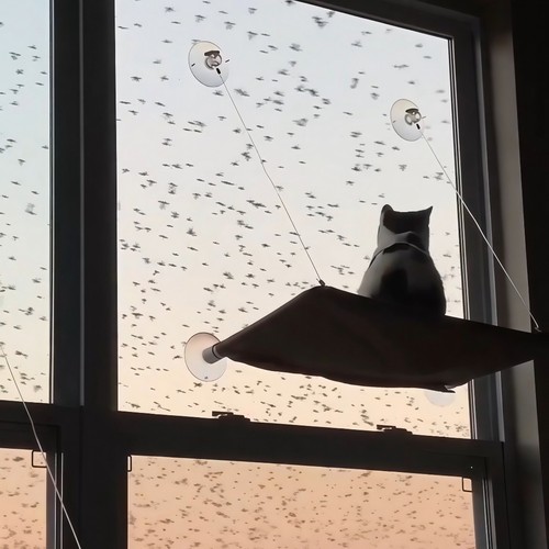 小猫也可以看风景~猫咪窗户吊床