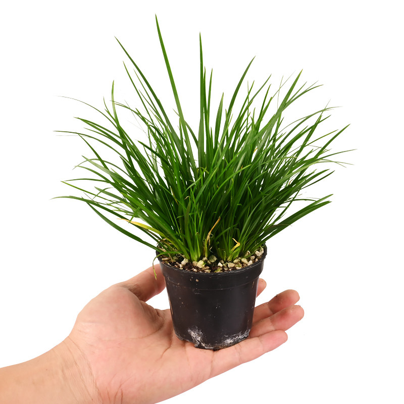 黄缘乌龟环境造景植物水陆饲养龟缸生态水培石菖蒲水草养殖箱绿植图片