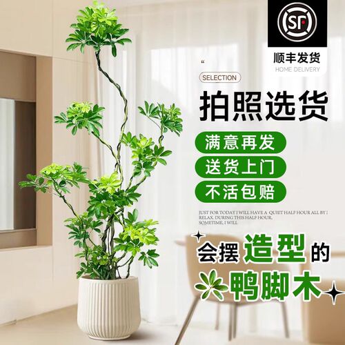 造型鸭脚木客厅大盆栽鸭掌木鹅掌柴大型室内四季常青落地式绿植物