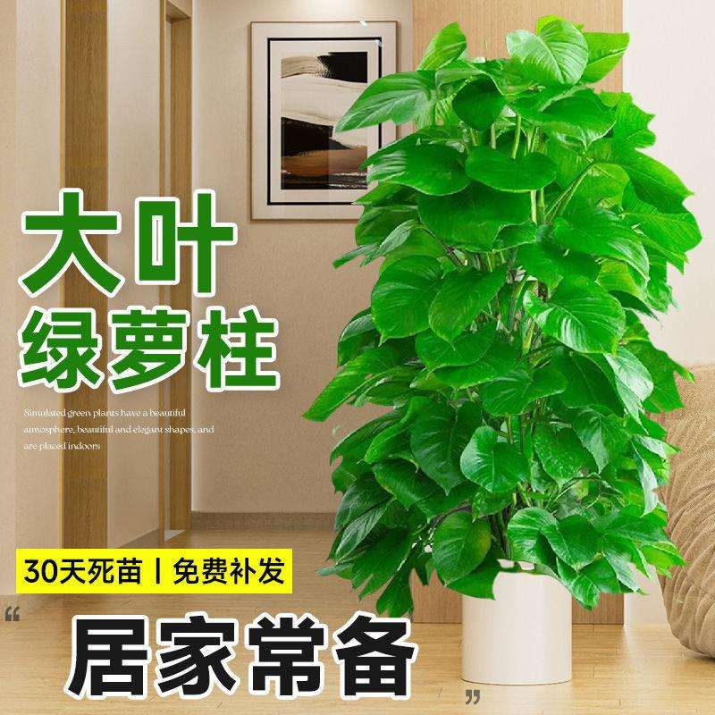 大绿萝柱开业盆栽室内大型绿植客厅植物办公室净化空气除甲醛