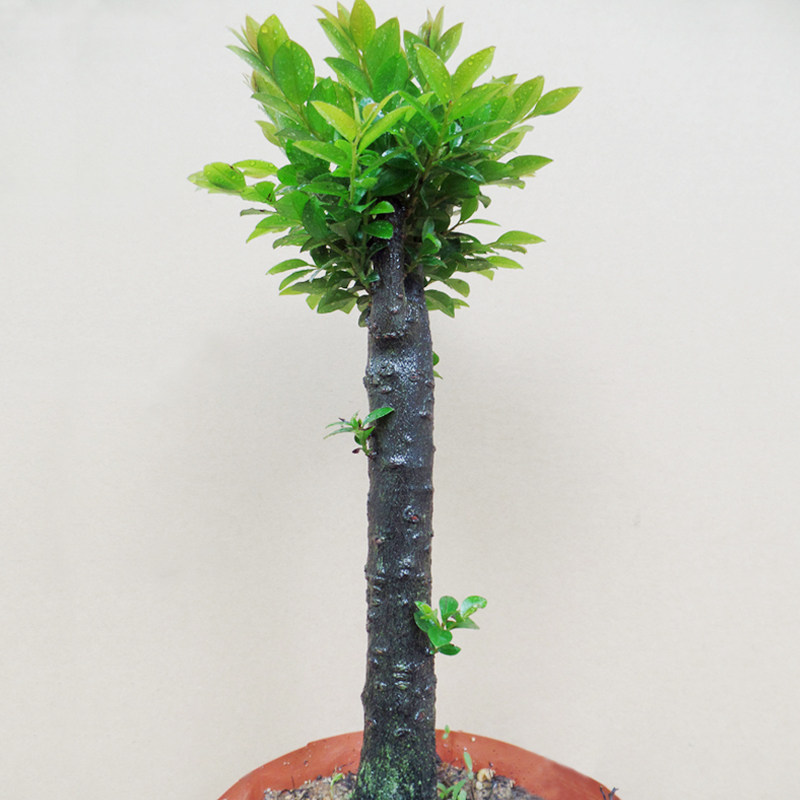 名贵小叶紫檀盆景树苗室内植物办公室绿植四季常青客厅盆栽包邮