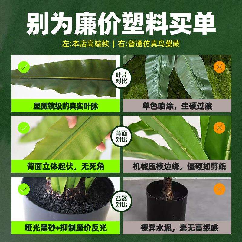 厂家直销真鸟巢蕨盆栽 酒店样板房绿植造景装饰 支持混批