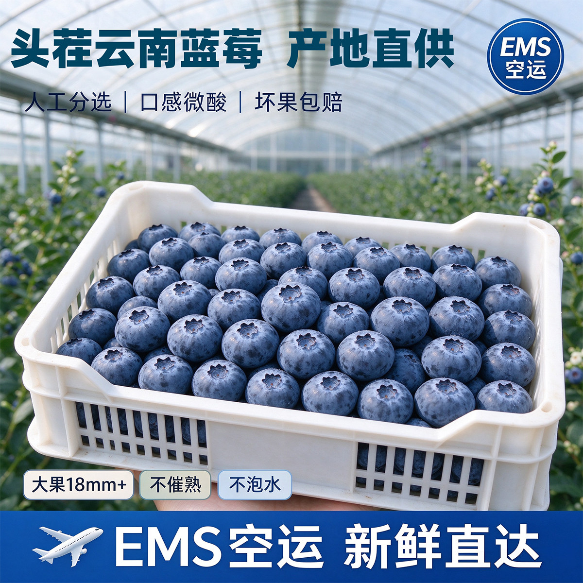 正宗云南花香蓝莓鲜果高山新鲜水果孕妇特大果子EMS空运怡颗蓝梅