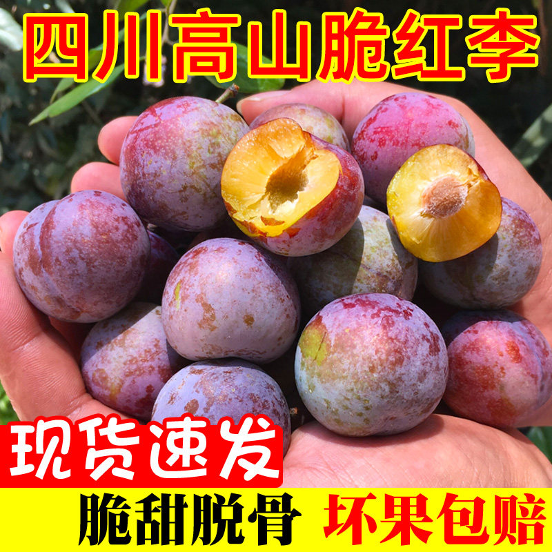 【新品上市】四川红脆脱骨李子新鲜水果当季整箱包邮孕妇应季甜脆