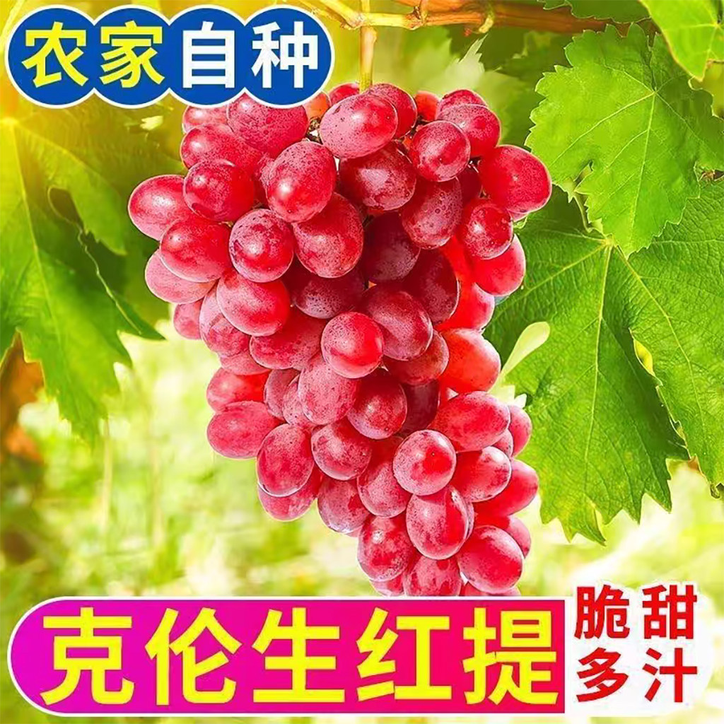 正宗克伦生无籽红提葡萄新鲜水果当季现摘整串香脆甜提子顺丰包邮
