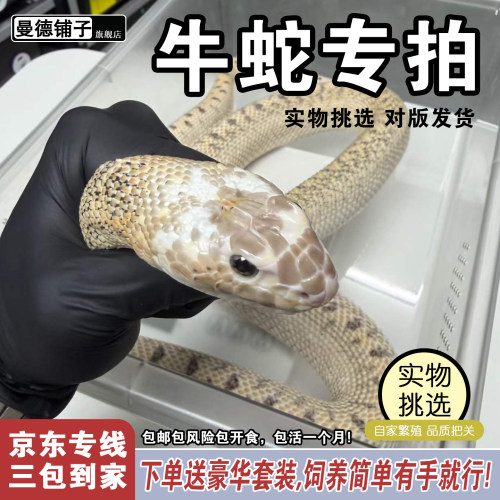 大型活体宠物蛇白化牛蛇