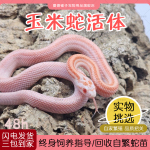 活体宠物蛇玉米蛇暴风雪雪盲真蛇蛇苗幼崽网红温顺无毒懒人宠物