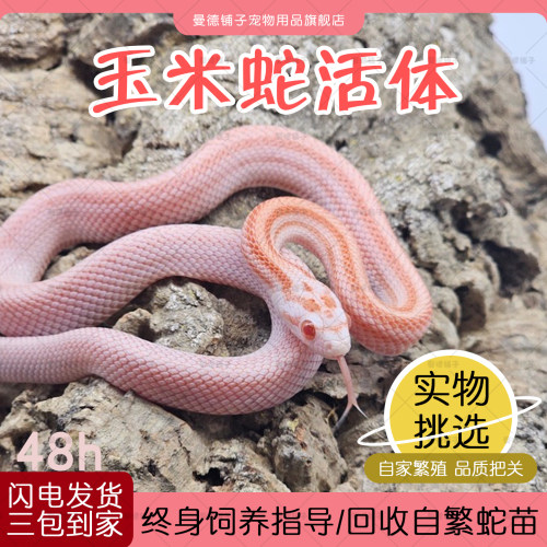 活体宠物蛇温顺无毒懒人网红