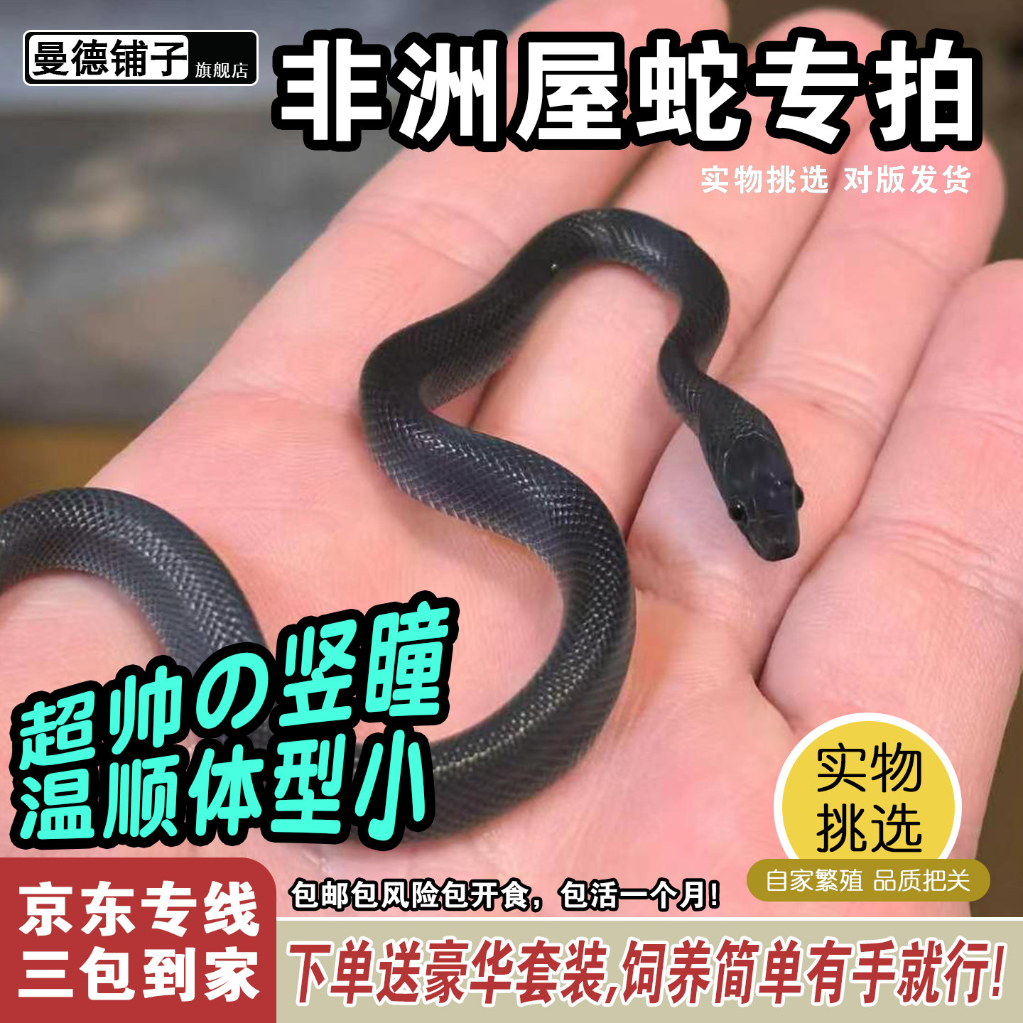 非洲屋蛇新手宠物蛇活体非玉米蛇黑王白娘娘黑屋绿屋红屋白化屋蛇