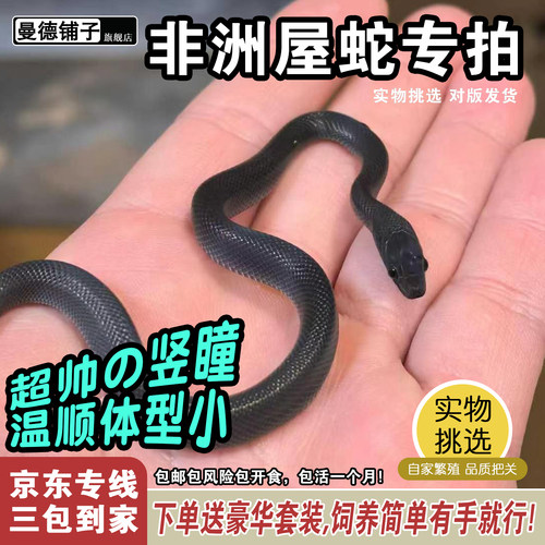 非洲屋蛇新手宠物蛇活体非玉米蛇黑王白娘娘黑屋绿屋红屋白化屋蛇