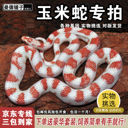 活体宠物蛇温顺无毒懒人网红