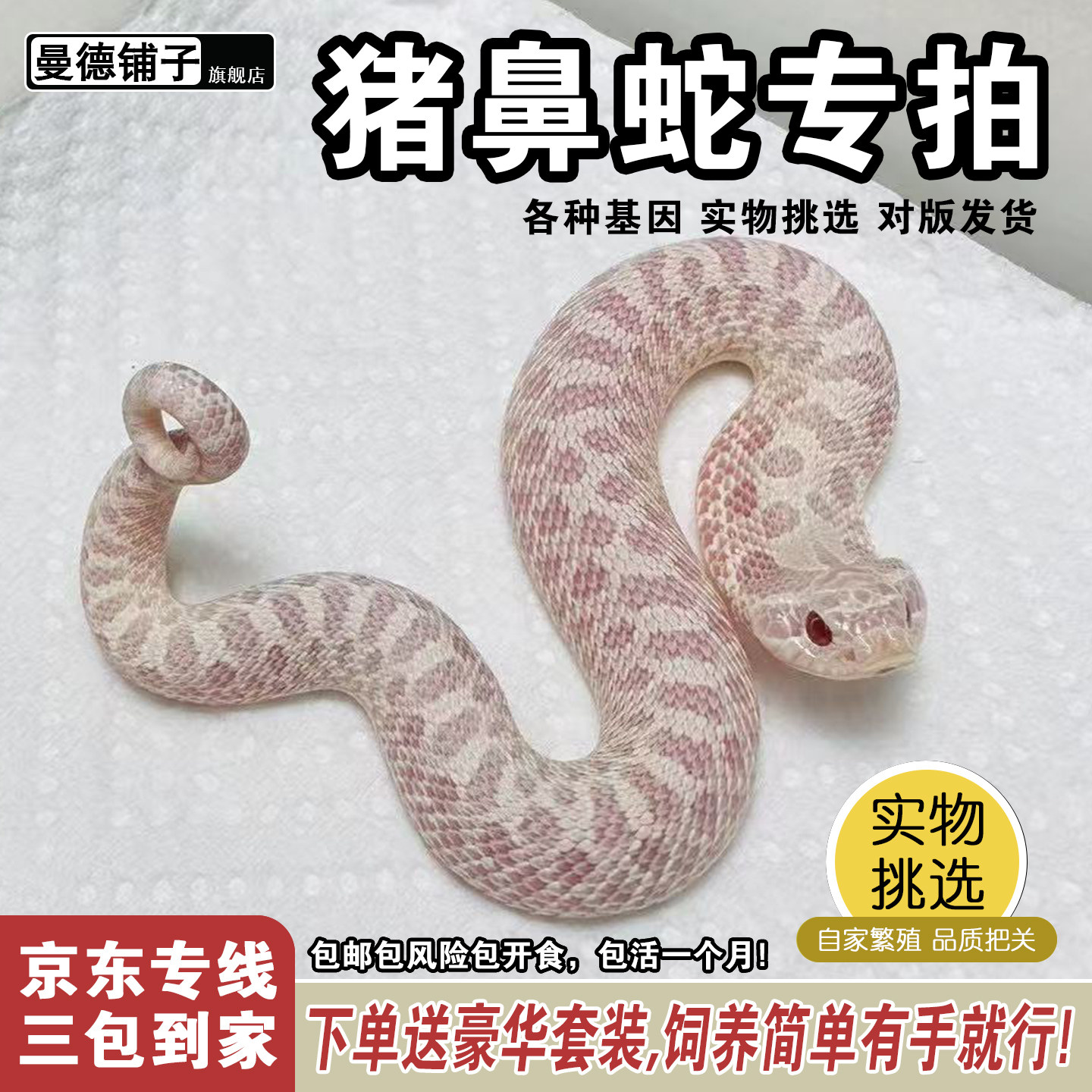 活体宠物蛇温顺不咬人新手易养
