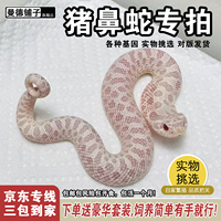 猪鼻蛇苗活宠幼崽康达白化雪白北极猪温顺不咬人学生新手宠物蛇