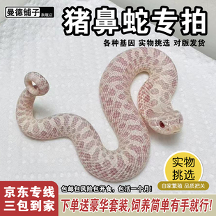 猪鼻蛇苗活宠幼崽康达白化雪白北极猪温顺不咬人学生新手宠物蛇
