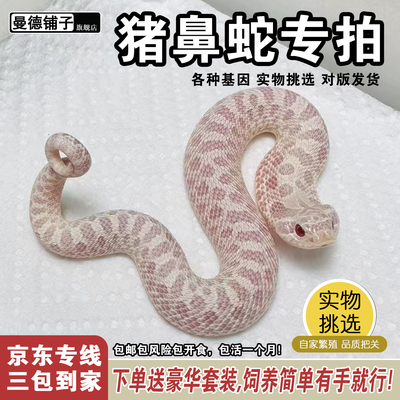 猪鼻蛇苗活宠幼崽康达白化雪白北极猪温顺不咬人学生新手宠物蛇