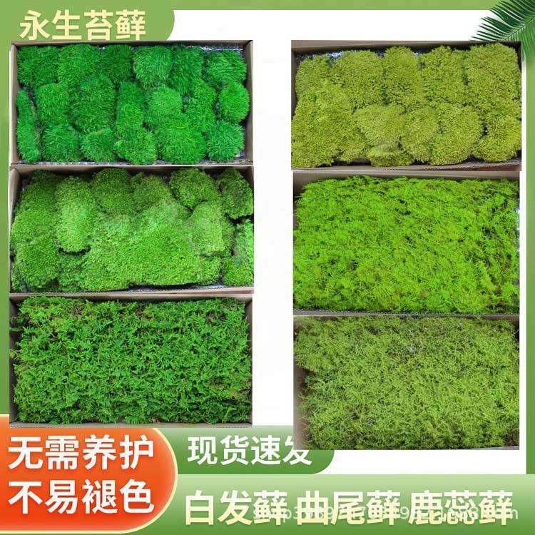 永生苔藓 白发藓曲尾鹿蕊藓苔藓背景植物墙造景真青苔微景观装饰