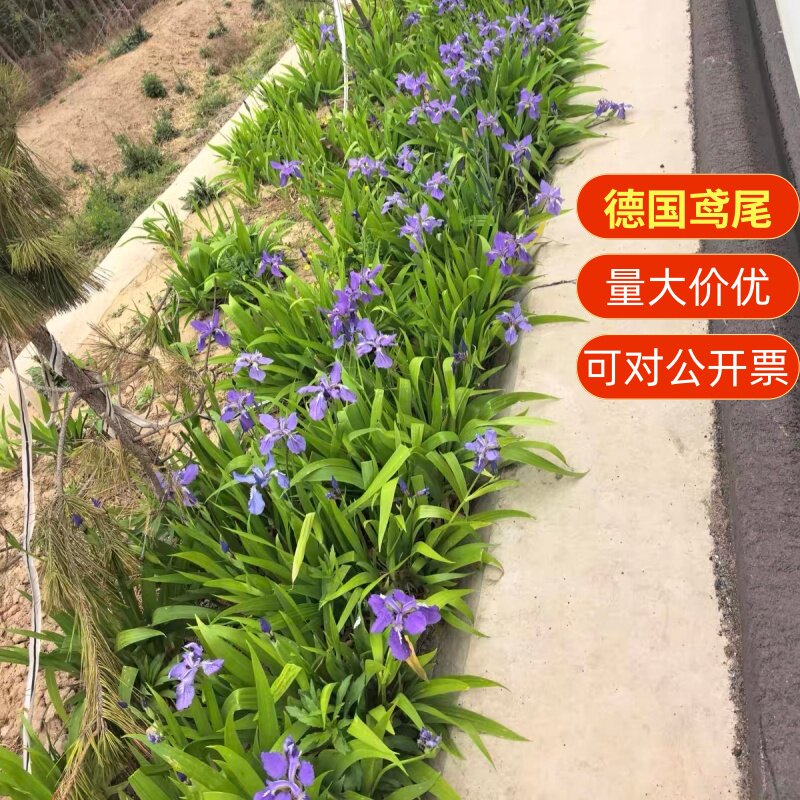 德国鸢尾盆栽花卉多年生草本花园别墅庭院地被植物宿根耐热花卉