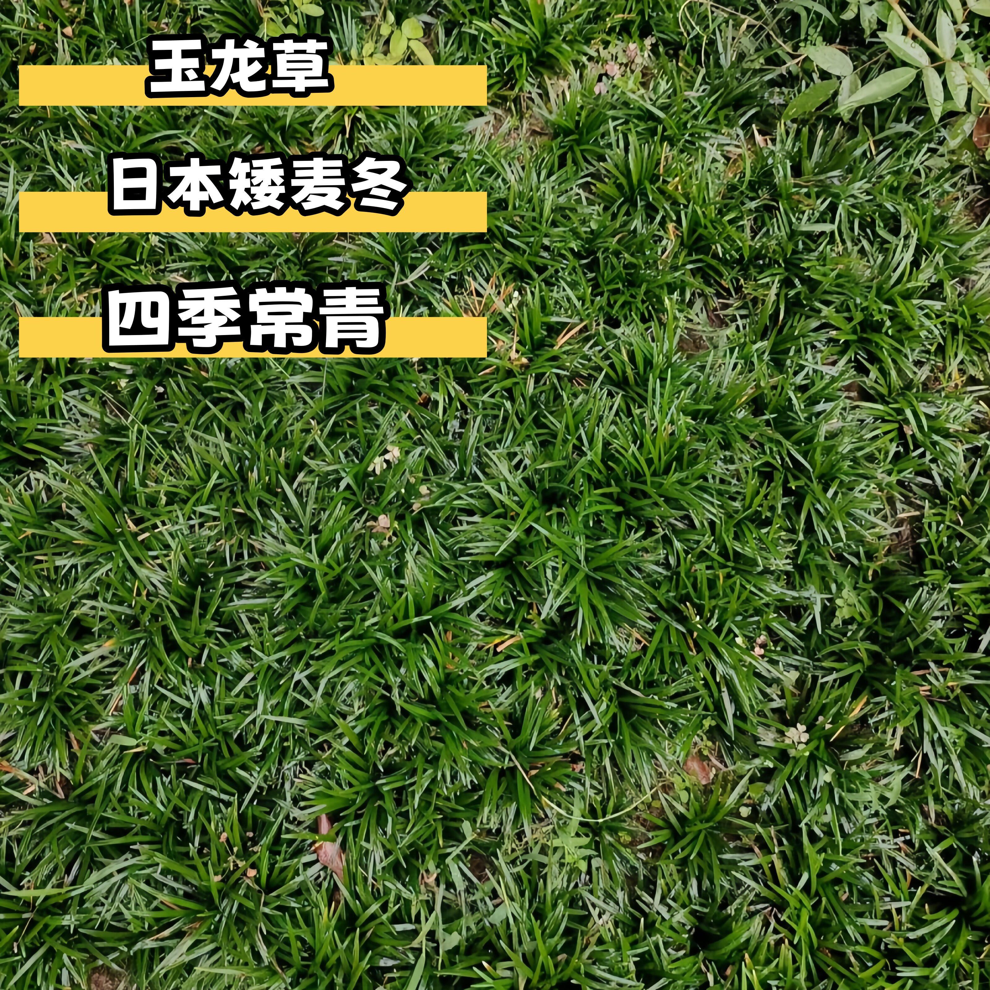 矮麦冬草庭院绿化耐寒耐热图片