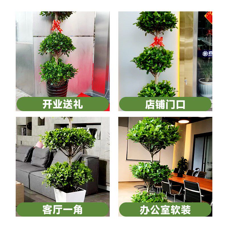 金钱榕客厅大盆栽办公室内发财树大型绿植物盆景旺宅送礼四季常青