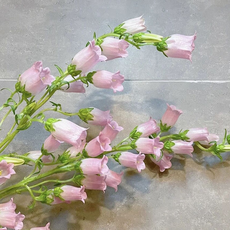 温柔轻松爆瓶粉色风铃花鲜花家用办公插花水养鲜切花云南直发送人