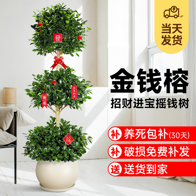 金钱榕客厅大盆栽办公室内发财树大型绿植物盆景旺宅送礼四季常青