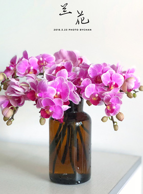 订阅鲜花速递全国蝴蝶兰鲜切花家庭用花办公室5支颜色随机新特惠