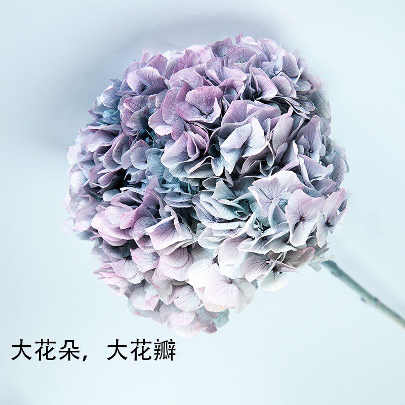 云花谣大叶绣球永生花高级感真花大花绣球干花花束电视柜装饰摆件