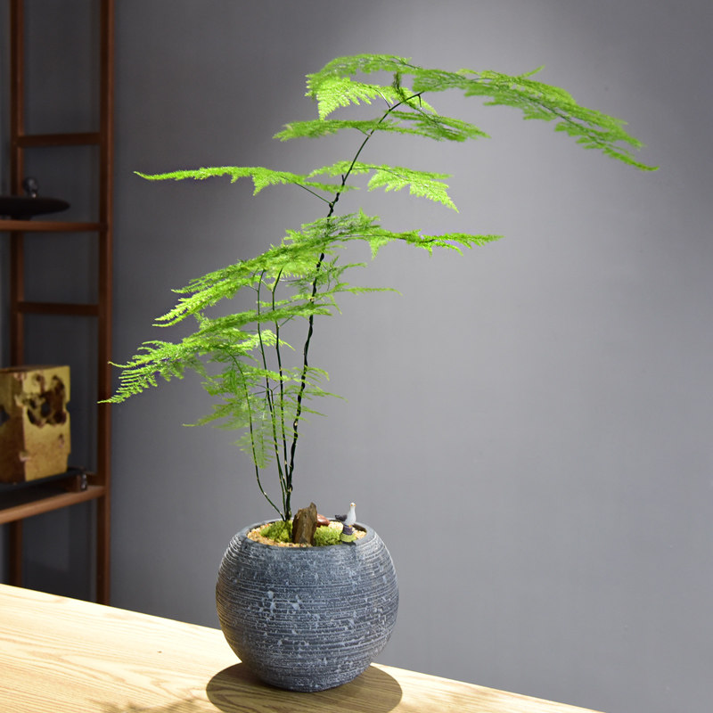 文竹盆景植物室内花好养四季常青办公室禅意绿植客厅桌面意境盆栽