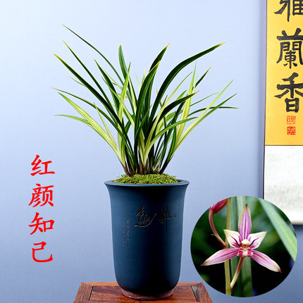 精品兰花苗艺草夏天开花 红颜知已 容易成活 好养金边矮种绿植