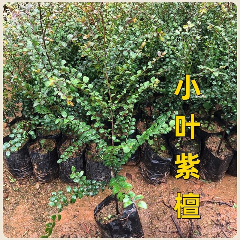小叶紫檀树苗名贵苗木 正宗细叶桌面绿植