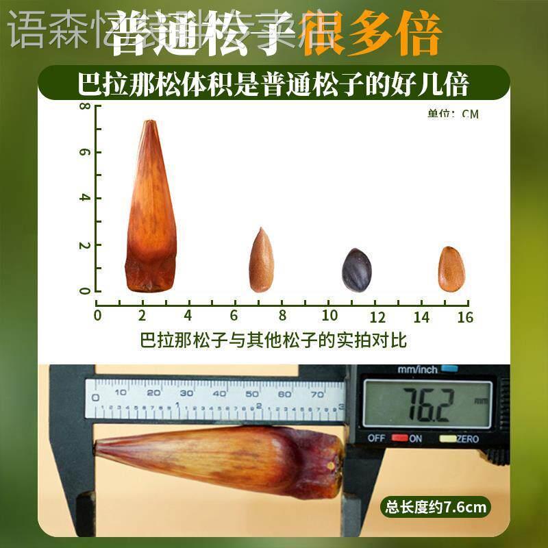中云巴松原味熟食拇指大巴拉那松子开口王坚果零食云南特产送礼