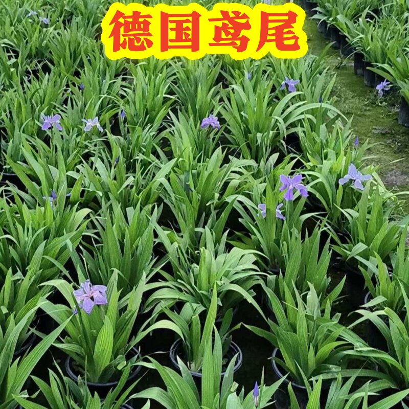 德国鸢尾多年生阳台盆栽庭院室外多年生耐热耐寒花绿植物花苗