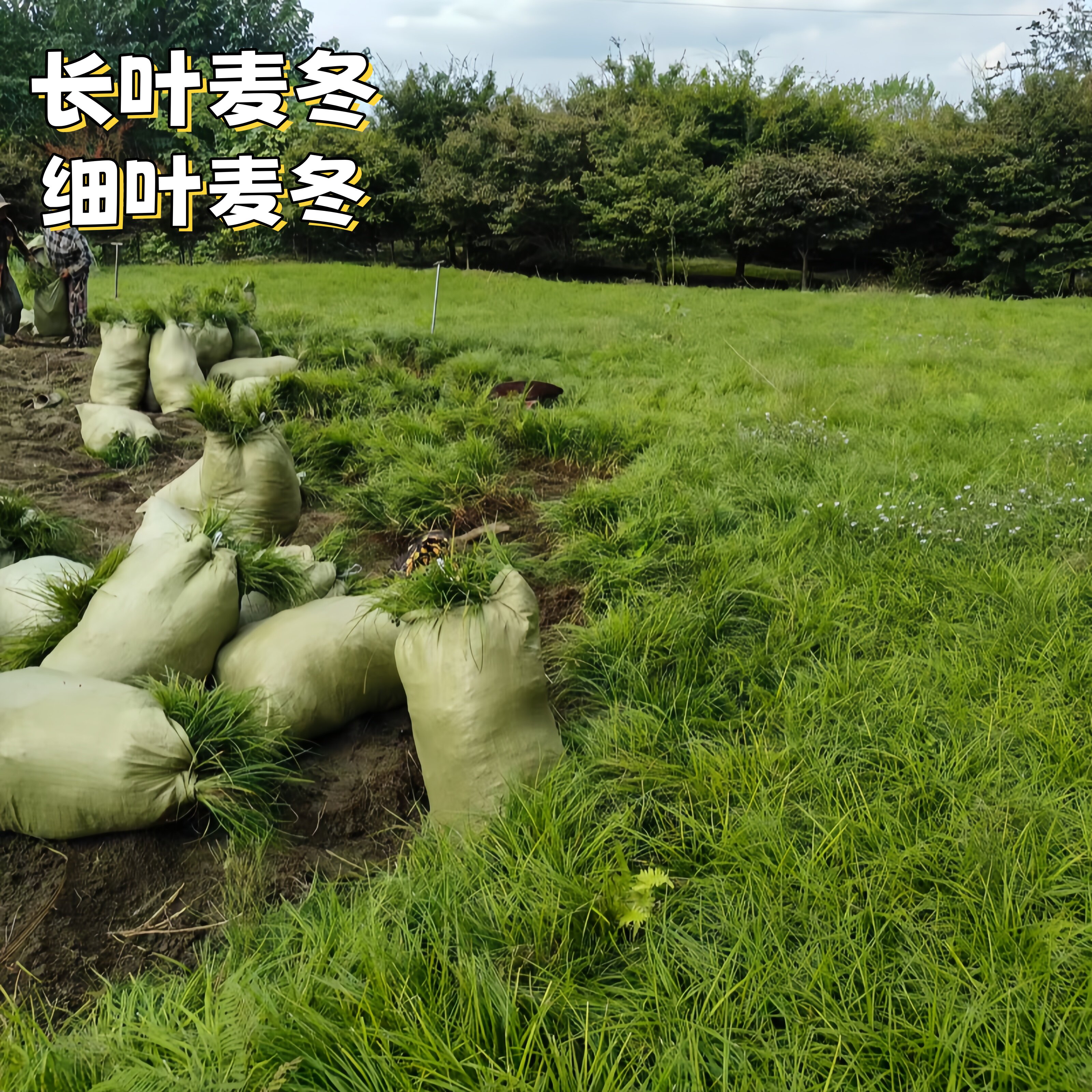 日本矮麦冬草耐寒细叶麦冬兰花三七草坪植物金边麦冬草苗玉龙草苗