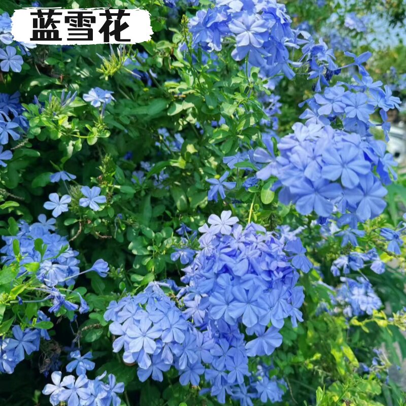 蓝雪花盆栽大苗带苞易养耐热耐晒