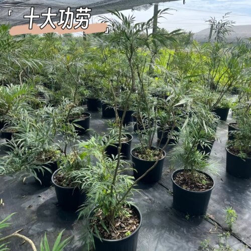 狭叶十大功劳常绿观叶盆栽易养