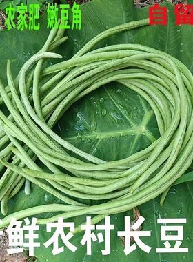 农家自种新鲜长豆角豇豆 农家当季蔬菜角豆姜豆脆嫩挂长豆角现摘