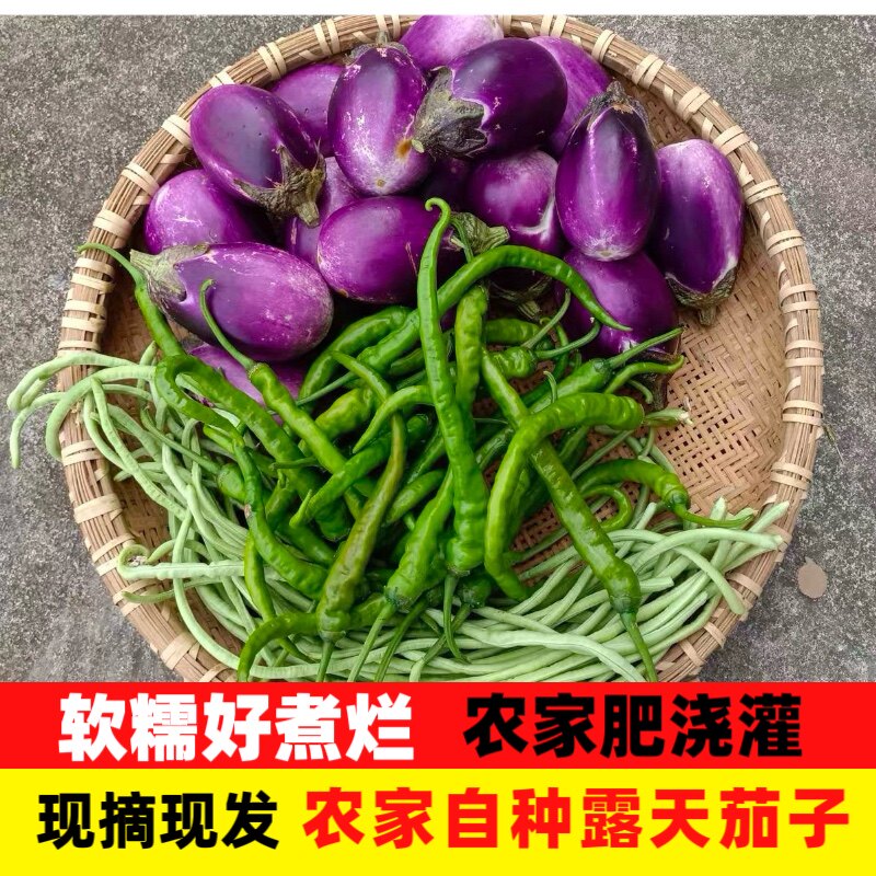 新鲜圆茄子当季紫皮江西农家紫色茄子