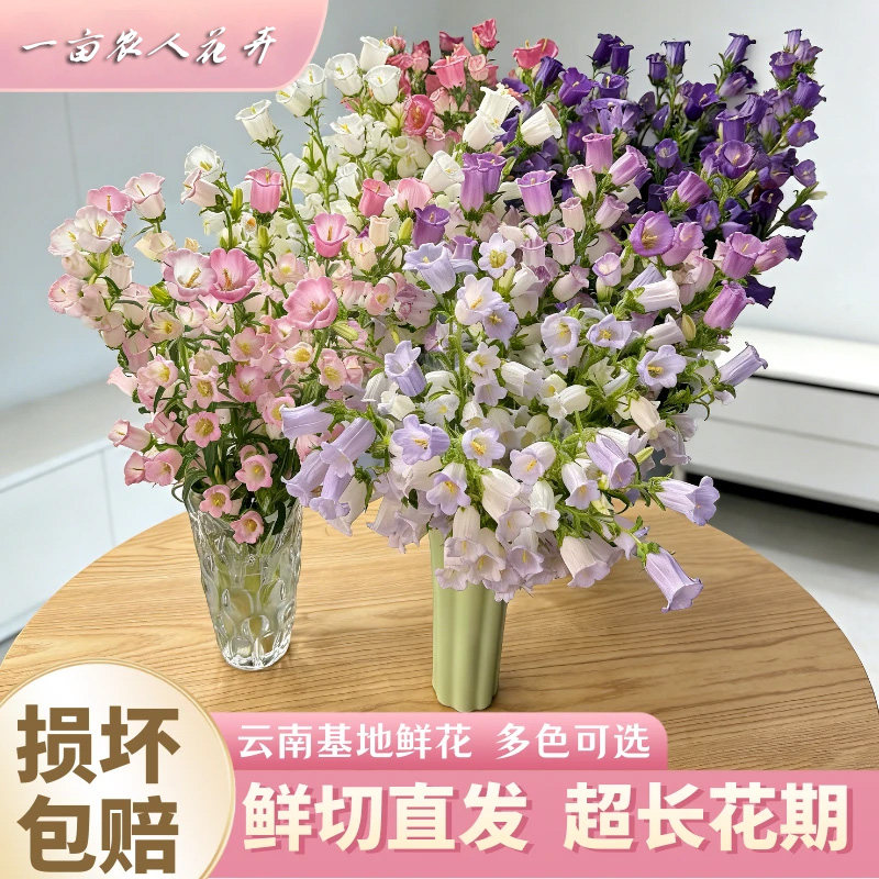 风铃花鲜花小众家用高级水培插花云南鲜花新鲜极速达云南基地直发