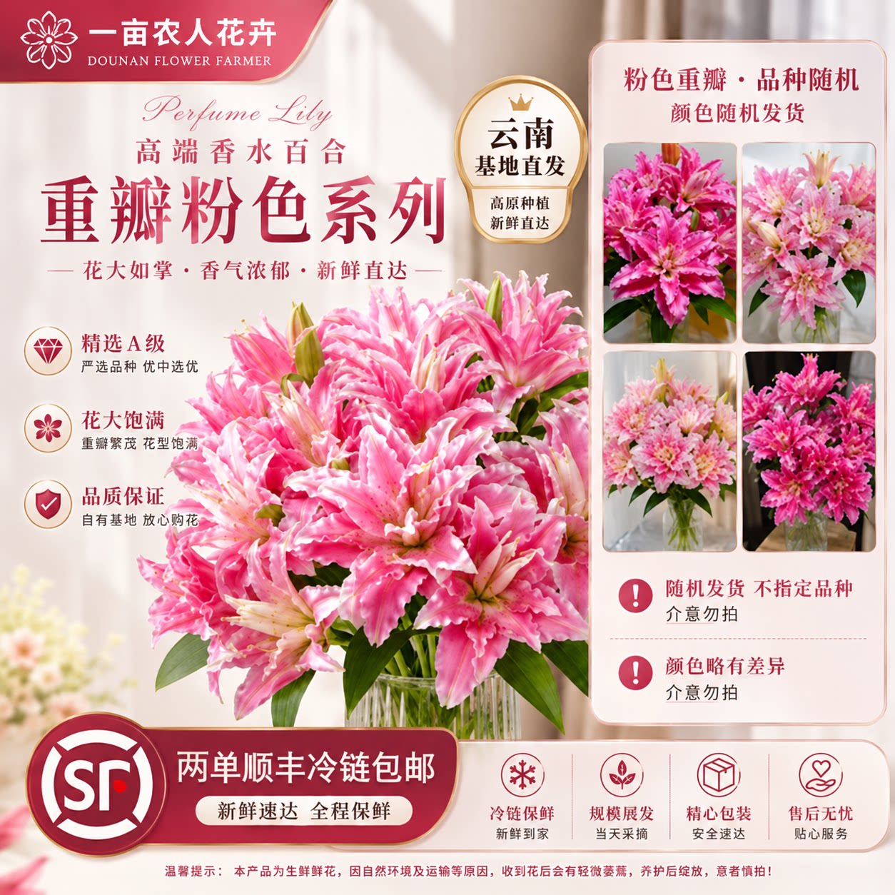 重瓣香水百合鲜花鲜切花云南直发花束家用插花粉色水养花卉百合花