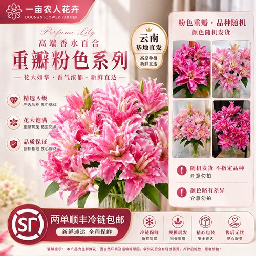 重瓣香水百合鲜切花云南直发百合