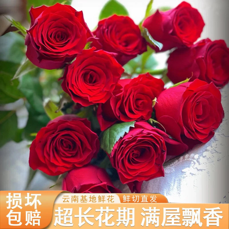 白色玫瑰鲜花高原红戴安娜云南基地直发家用鲜切插花真花卉次日达